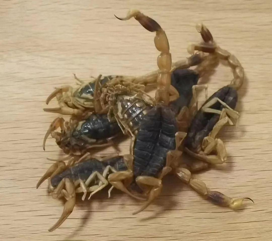 全蝎